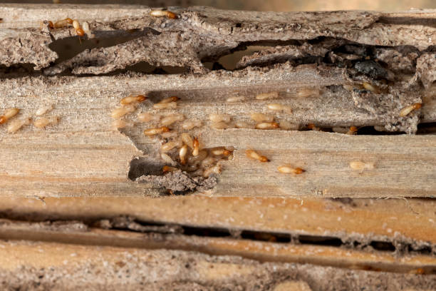 Best Local Pest Control Services  in Villa Park, CA