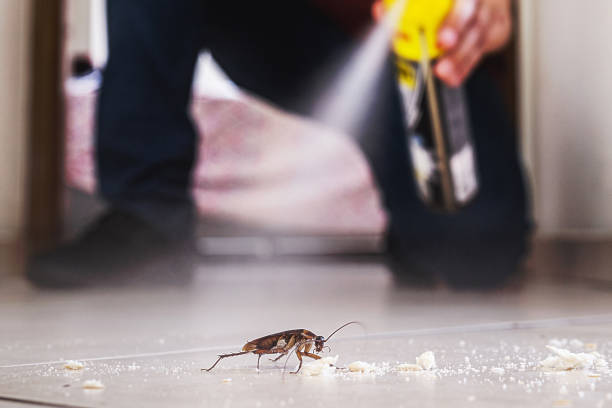 Best Exterminator Services  in Villa Park, CA